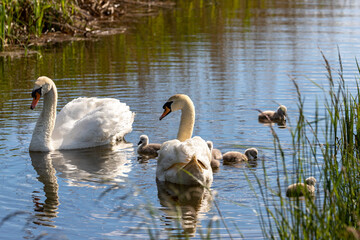 A mating pair of Mute Swans (Cygnus olor) shepherd their 4 day old cygnets along a Fenland dyke in the heart of Cambridgeshire, the 7 youngsters learning and feeding as they go along.  