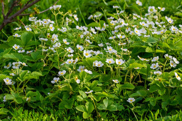 Strawberry blossoms. White strawberry flowers in the garden. Growing strawberries