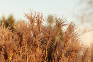 Reed plant. Natural Pampas grass autumn background. Cortaderia feather, decorative, botanical. Pampas grass in garden environment. Golden brown soft selloana, beautiful outdoors