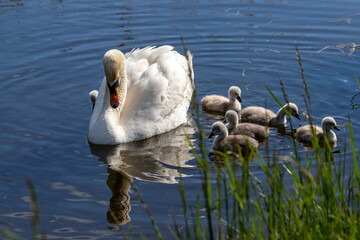 A mating pair of Mute Swans (Cygnus olor) shepherd their 4 day old cygnets along a Fenland dyke in the heart of Cambridgeshire, the 7 youngsters learning and feeding as they go along.  