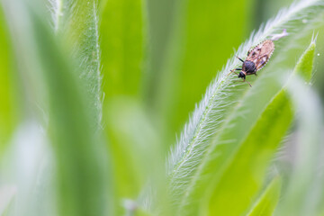 Macro image of an insect in Germany
