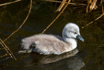 A mating pair of Mute Swans (Cygnus olor) shepherd their 4 day old cygnets along a Fenland dyke in the heart of Cambridgeshire, the 7 youngsters learning and feeding as they go along.  
