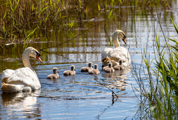 A mating pair of Mute Swans (Cygnus olor) shepherd their 4 day old cygnets along a Fenland dyke in the heart of Cambridgeshire, the 7 youngsters learning and feeding as they go along.  
