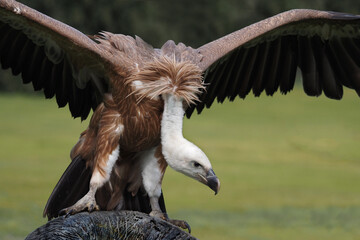Gänsegeier sitzt und breitet die Flügel aus, Gyps fulvus