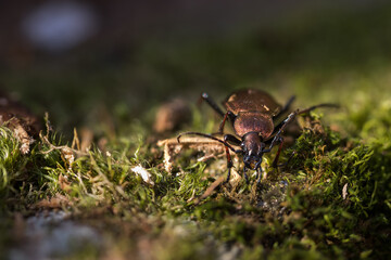 Macro image of an insect in Germany
