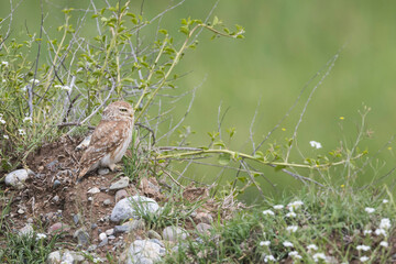 Little Owl - Steinkauz - Athene noctua ssp. bactriana, Tajikistan, adult