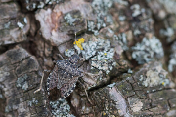 Macro image of an insect in Germany