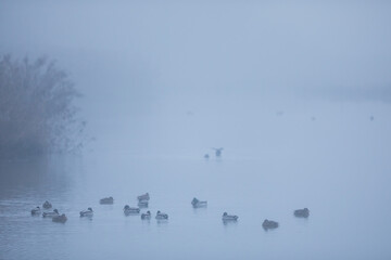 Mallard - Stockente - Anas platyrhynchos ssp. platyrhynchos, Switzerland, winter group