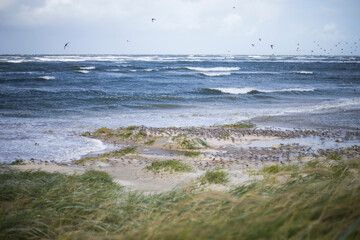 Dunlin - Alpenstrandläufer - Calidris alpina, Germany (Hamburg), at high-tide roost with Sanderling and Red Knot