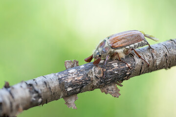 Macro image of an insect in Germany