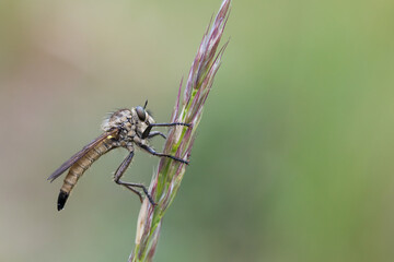 Macro image of an insect in Germany