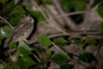 Eurasian Scops-Owl - Zwergohreule - Otus scops scops, France (Corsica), adult