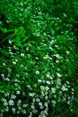 manzanillas y flores silvestres en el campo 