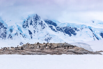 Group of gentoo penguins on rocks with beautiful mountains in the background in Antarctica. © Anton