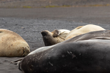 Female elephant seals lie on the beach and itch. Antarctica.
