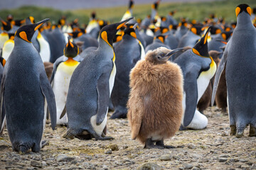 Young king penguin chick with brown plumage in a colony of king penguins close-up. © Anton