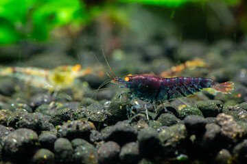 Obraz na płótnie Canvas Nice Rusty Blue Tiger Orange eyes shrimp in freshwater tank aquarium pets 
