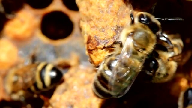 Queen Bee reveals its cocoon. Bees have it in this help