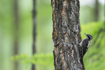 Three-toed Woodpecker, Picoides tridactylus ssp. tridactylus