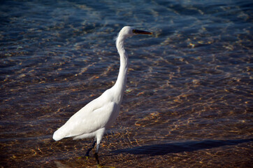 Obraz premium White heron in Egypt, Sharm El Sheikh