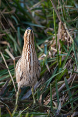 Eurasian Bittern - Rohrdommel - Botaurus stellaris ssp. stellaris, Switzerland