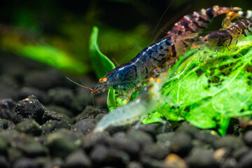 Nice Rusty Blue Tiger Orange eyes shrimp in freshwater tank aquarium pets

