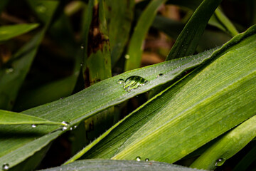 water drops on a leaf