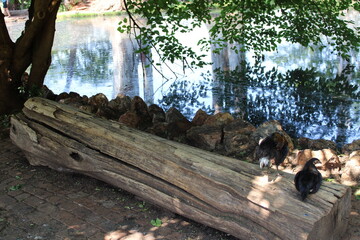 tree log next to water