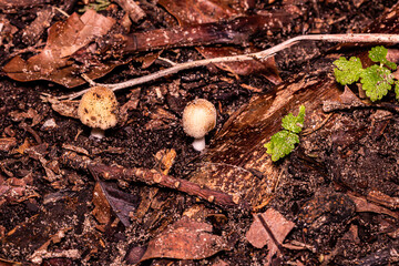 mushrooms in the ground