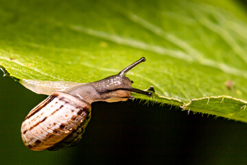 snail on a leaf