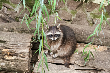 Raccoon