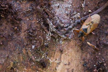 Macro image of an insect in Germany