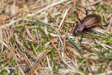 Macro image of an insect in Germany