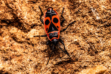 bug on the ground