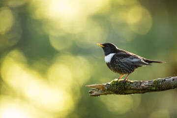 Ring Ouzel - Ringdrossel - Turdus torquatus ssp. alpestris, Germany )Baden-Württemberg), adult male