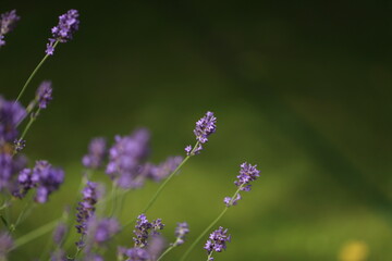 Buterfly cabbage butterfly on flower, macro. Pieris brassicae pollinating lavender in the garden.