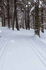 Groomed Cross-Country Skiing Track Through Forest of Trees