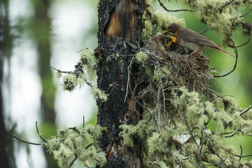 Red-throated Thrush - Rotkehldrossel - Turdus ruficollis, Russia (Baikal), adult, female with offspring