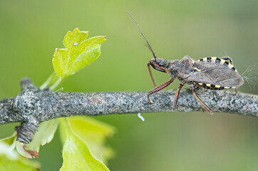 Macro image of an insect in Germany