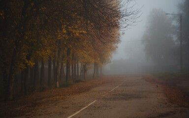 Thick fog in the park in autumn