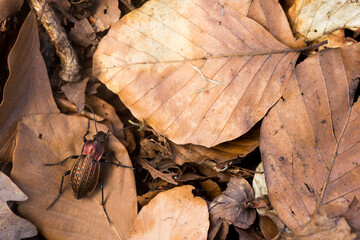 Macro image of an insect in Germany