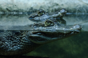Close up profile portrait of crocodile hiding in water