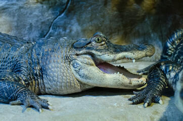 Crocodile with open mouth in the zoo