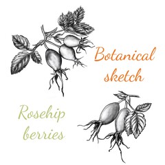 The berries of rose hips. Botanical vintage set. Digital illustration