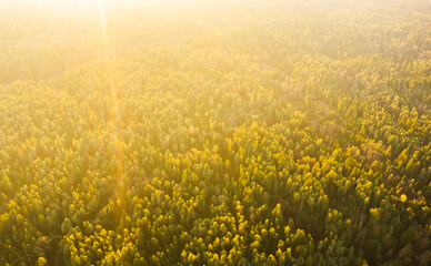 Aerial shoot of pine forest, high altitude at sunset, background