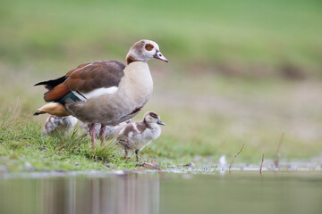 Egyptian Goose - Nilgans - Alopochen aegyptiaca, Germany (Baden-Württemberg), adult with goslings