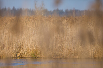 Eurasian Bittern - Rohrdommel - Botaurus stellaris ssp. stellaris, Germany (Baden-Württemberg)