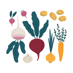 Set of hand-drawn colorful root vegetables isolated on white background. Vector illustration. Suitable for illustrating healthy eating, recipes, local farm. The concept of vegetarian and healthy food.