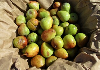 Service-tree fruits (Sorbus domestica) crop