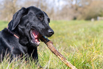 Portrait of a black Labrador puppy chewing a stick